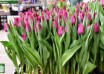 Tulipa Avalon ® (1)